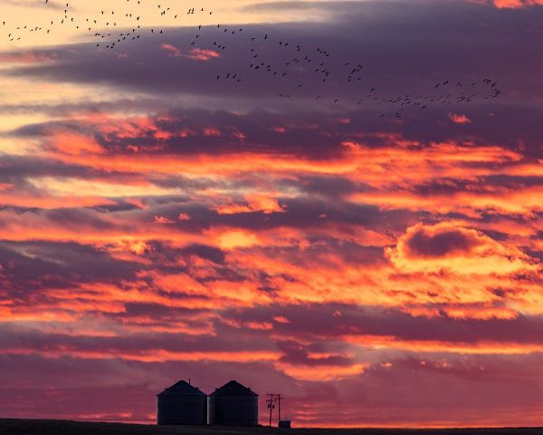 Haney, Chuck 아티스트의 Snow geese silhouetted against sunrise sky during spring migration at Freezeout Lake Wildlife Manag작품입니다.